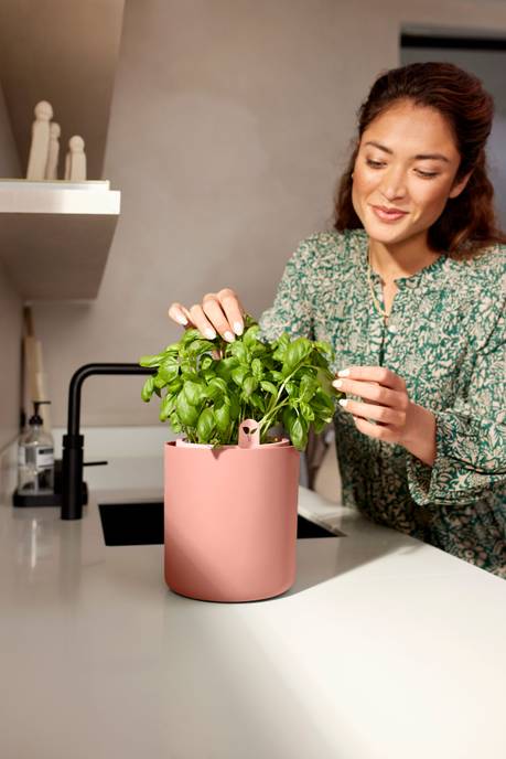 bouncy basil terra caramel